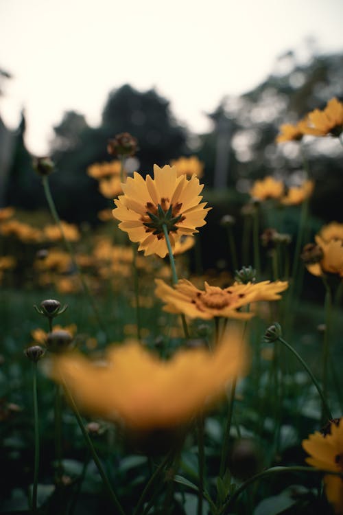 Immagine gratuita di bellissimo, fiori, giallo