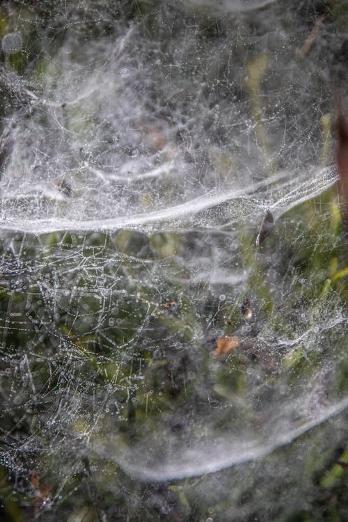 Spider Web in Close Up Photography