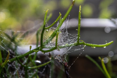 Water Droplets on Green Plant Stem in Tilt Shift Lens