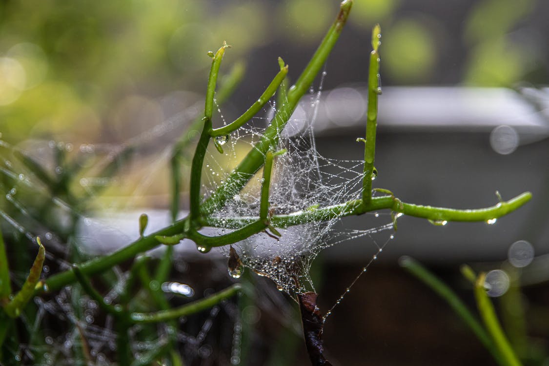 Water Droplets on Green Plant Stem in Tilt Shift Lens
