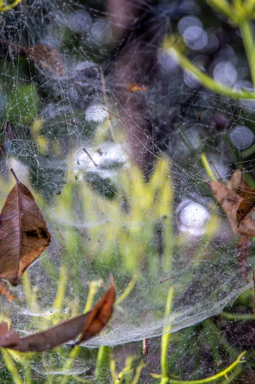 Spider Web on Brown Dried Leaves