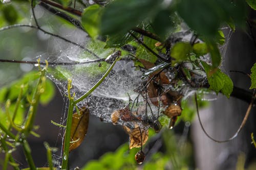 Water Droplets on Spider Web