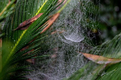 Free Spider Web on Green Plant Stock Photo