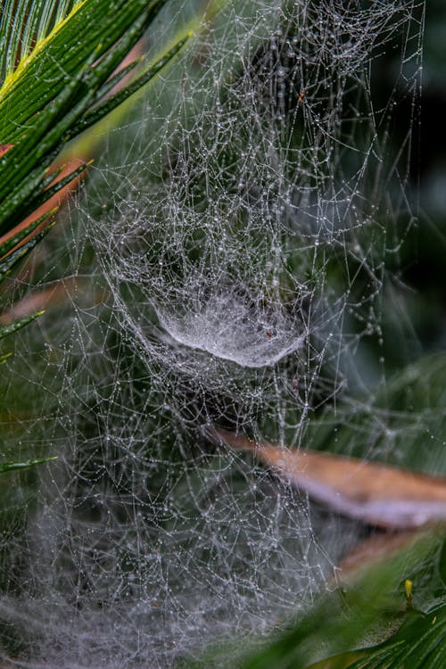 Spider Web on Green Grass