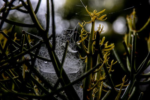 Gratis arkivbilde med anlegg, bakgrunn, bokeh