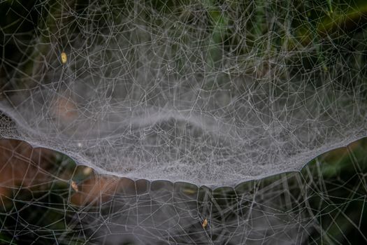 Detailed close-up of a spider web showcasing intricate patterns, perfect for Halloween themes.