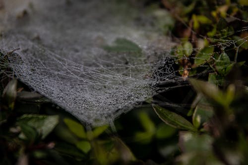 Základová fotografie zdarma na téma barva, detail, kapky vody