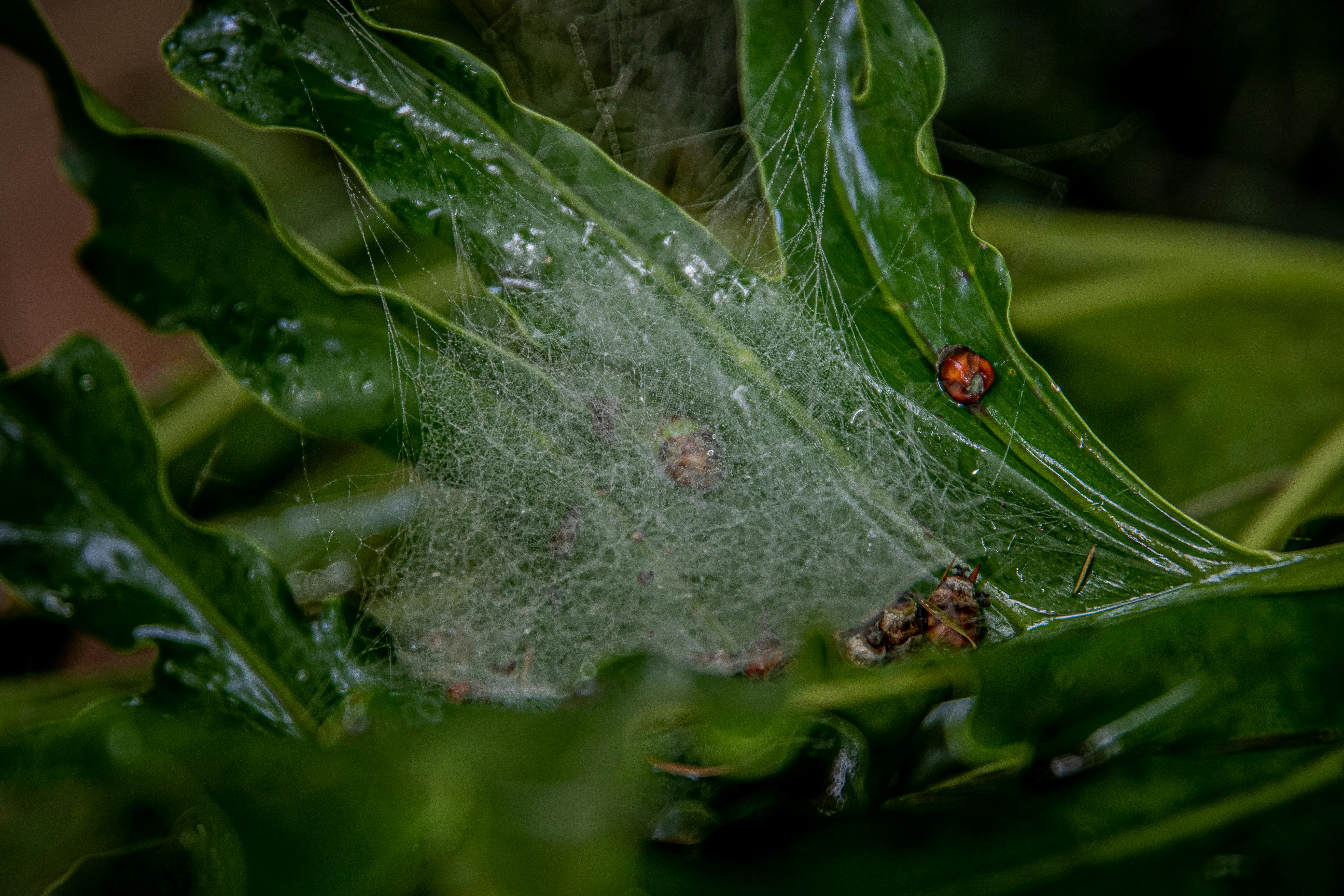 red ladybug on green leaf plant