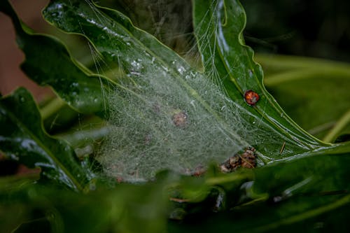 Free Red Ladybug on Green Leaf Plant Stock Photo