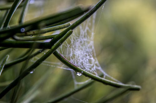 Water Droplets on Spider Web in Close Up Photography