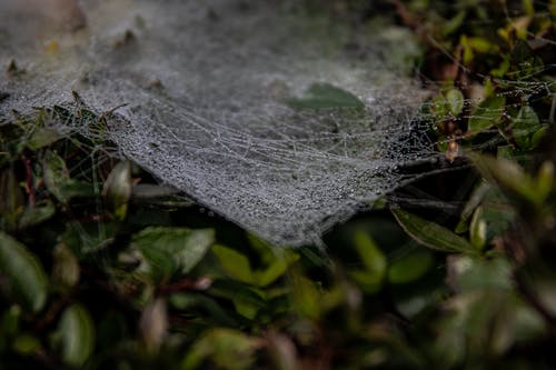 Spider Web on Green Plant