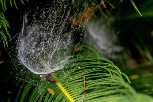 거미줄, 덫, 망의 무료 스톡 사진