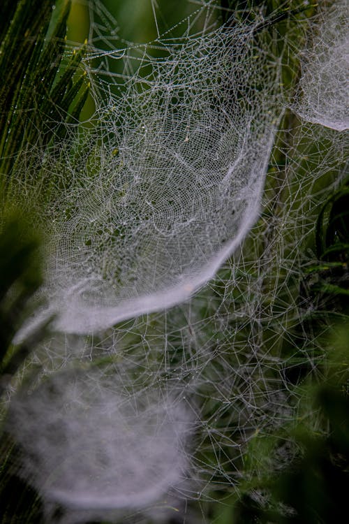 Free White Spider Web on Green Grass Stock Photo