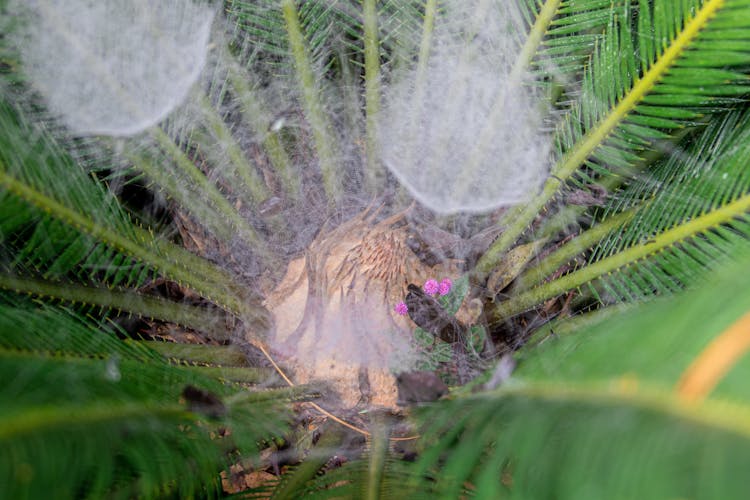 Sago Palm With Spider Web