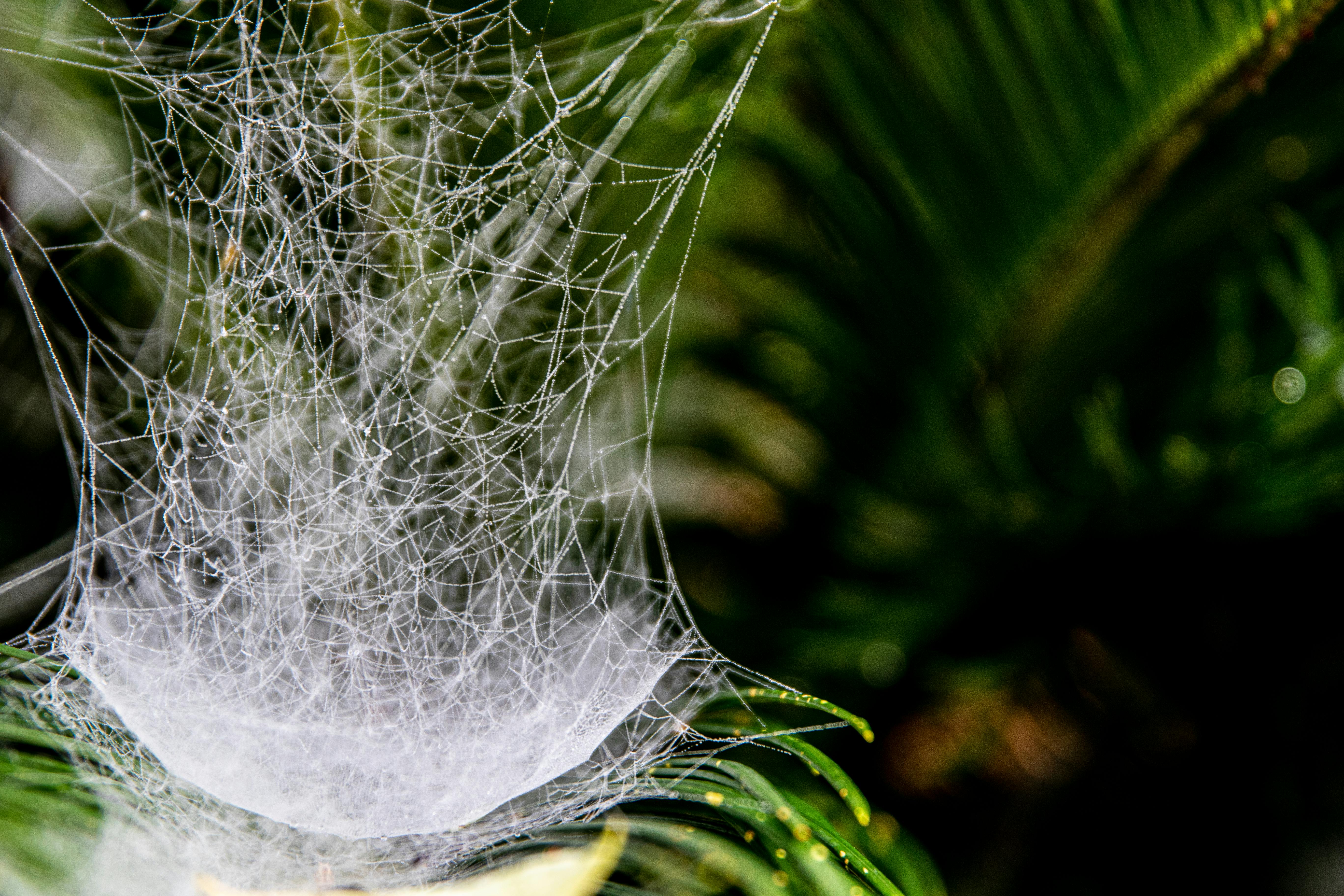 spider web on green plant