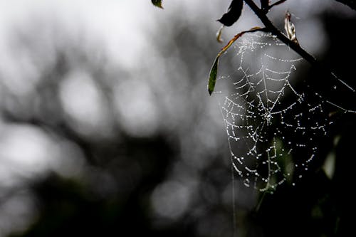 Water Dew on Spider Web