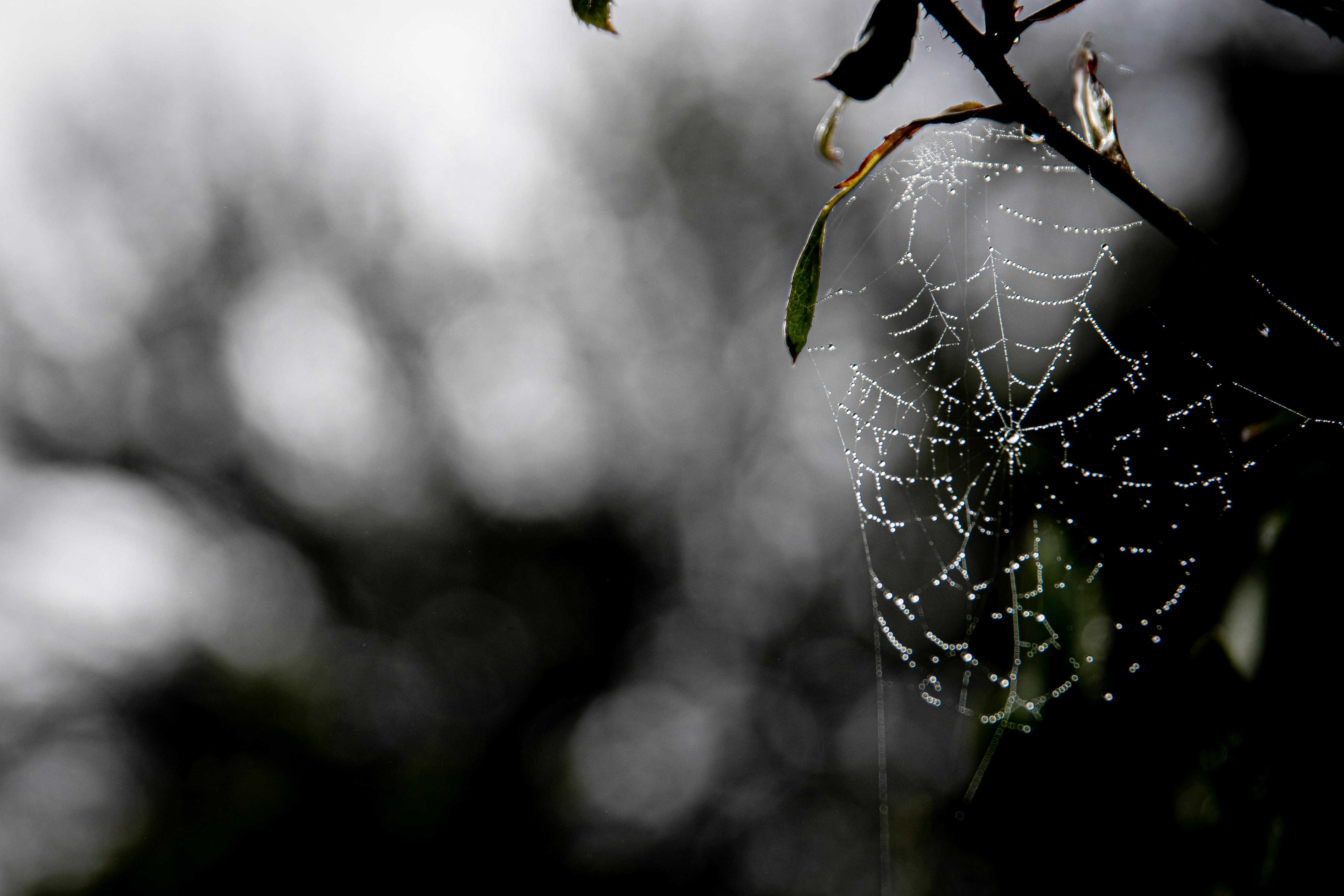 spider web wallpaper dew