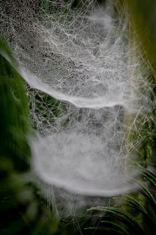Spider Web on Green Plant