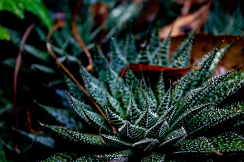 Free Green Plant in Close Up Photography Stock Photo