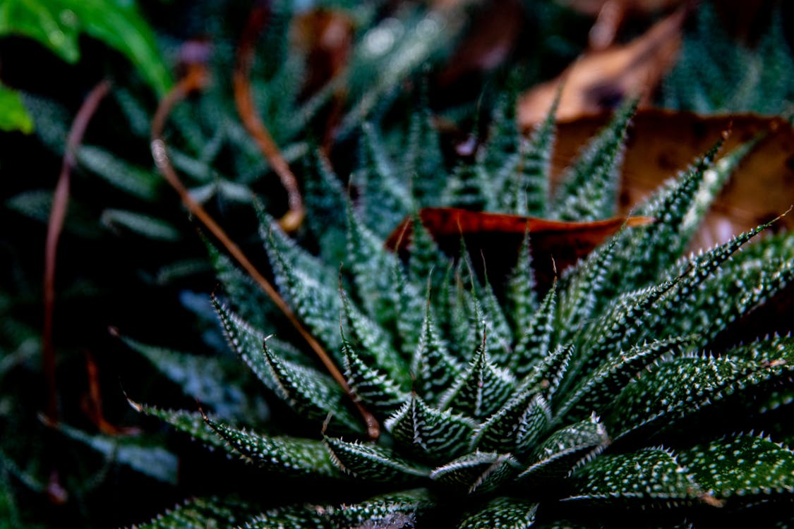 agave, arka fon, Bahçe içeren Ücretsiz stok fotoğraf