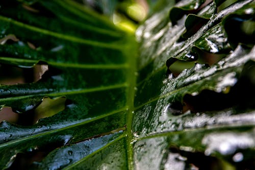 Základová fotografie zdarma na téma čerstvý, dešťové kapky, detail