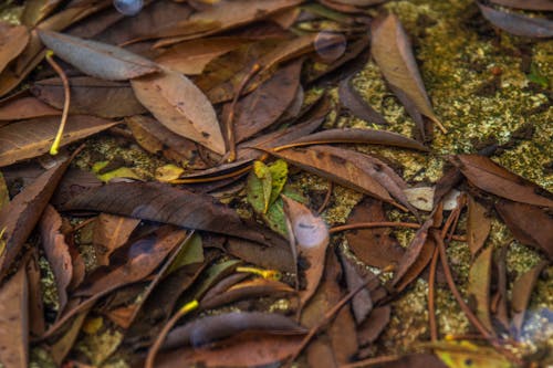 Green and Brown Dried Leaves on Ground