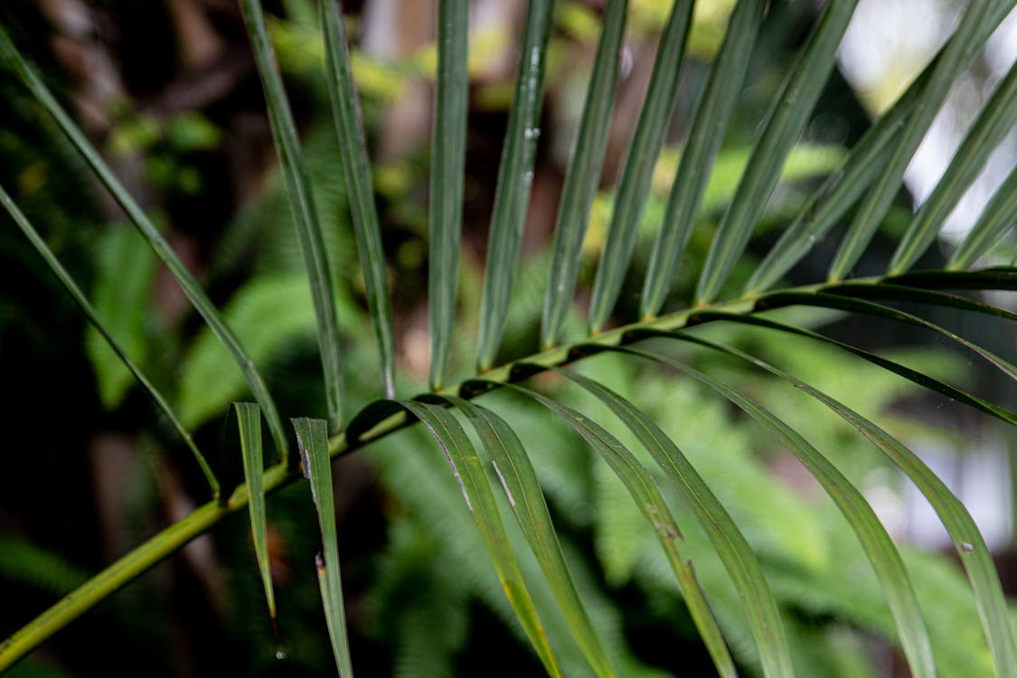 Gratis arkivbilde med anlegg, blader, botanisk