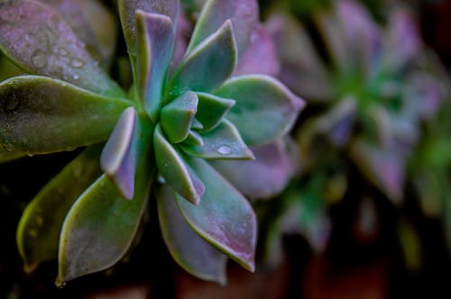 Green and Purple Plant in Close Up Photography