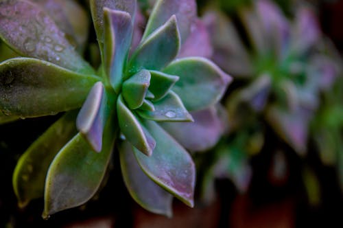 Kostenloses Stock Foto zu blätter, blühen, blume