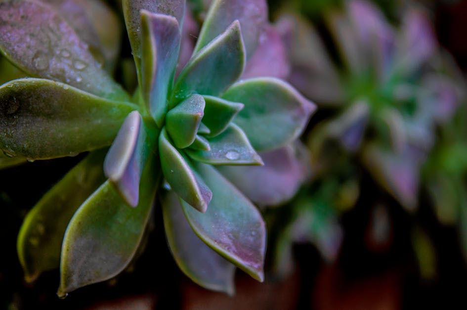 How to grow baby succulents from leaves