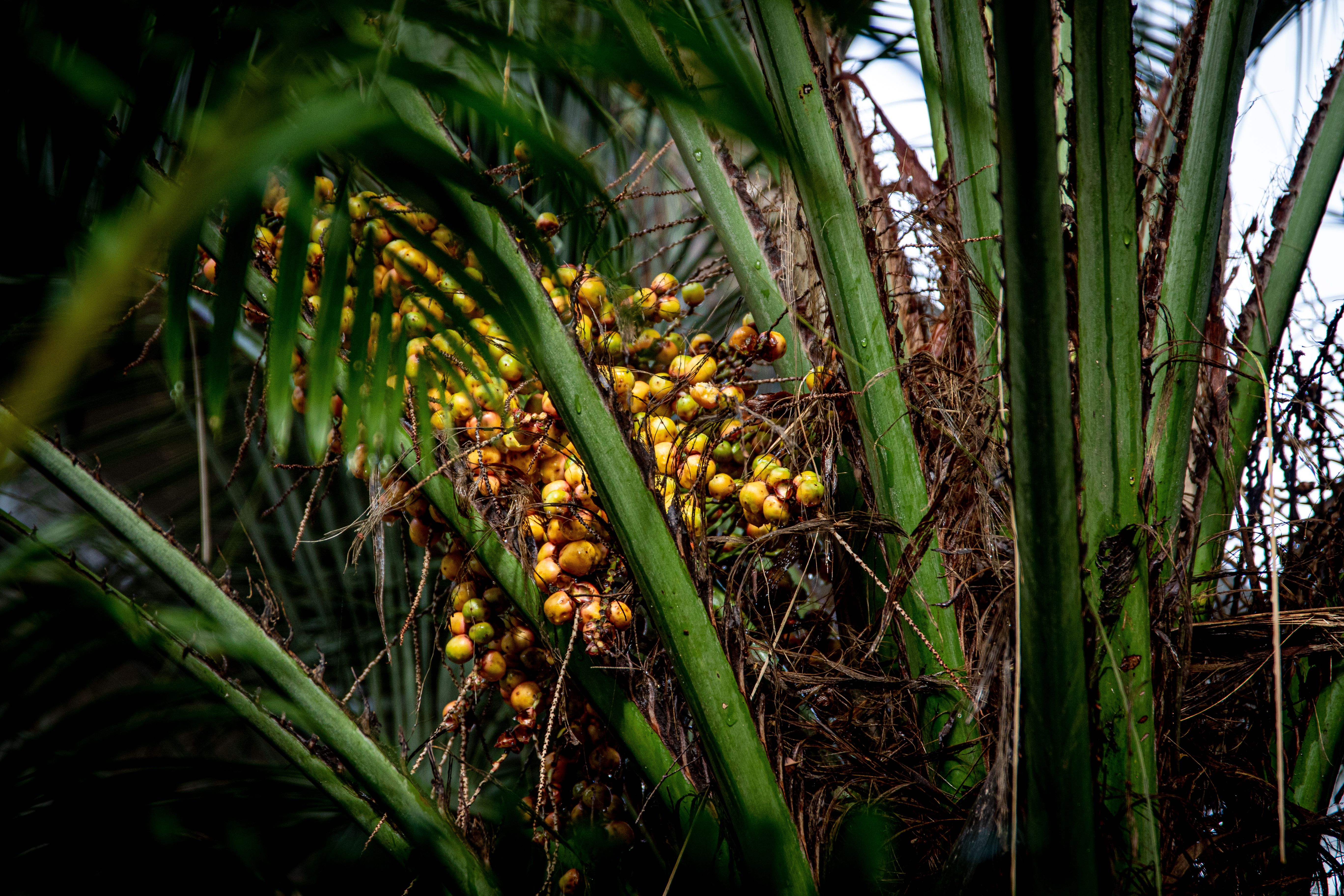 Palm Oil (RBD)