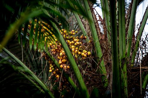 Tandan buah segar kelapa sawit
