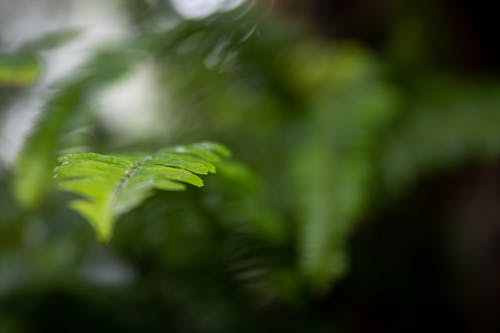 고사리 잎, 나뭇잎, 녹색의 무료 스톡 사진