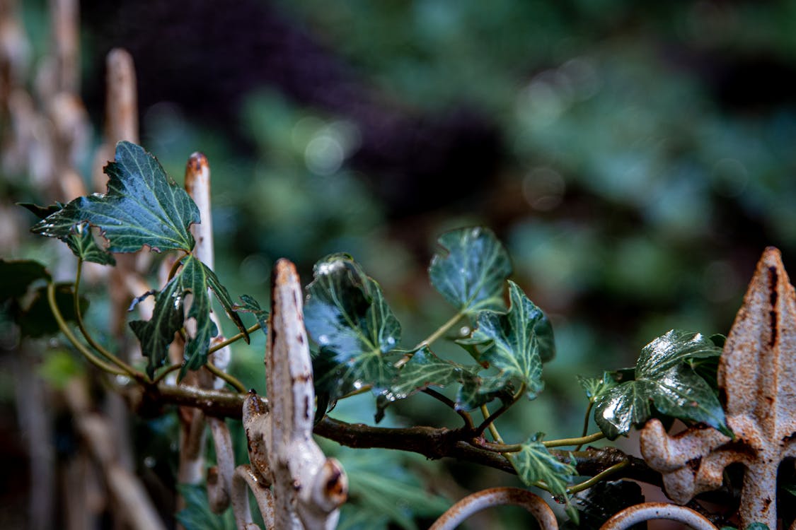 Free Green Leaves in Tilt Shift Lens Stock Photo