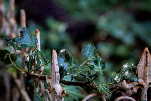 Free Vibrant green ivy leaves climbing on a rusty garden fence in the early morning light. Stock Photo