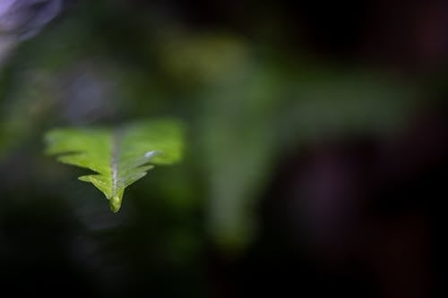 Free Green Leaf With Water Droplets Stock Photo