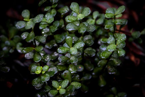 Free Green Leaves With Water Droplets Stock Photo