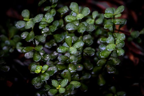 Green Leaves With Water Droplets