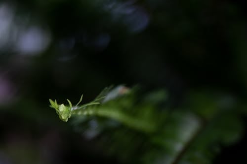 Green Leaf in Tilt Shift Lens