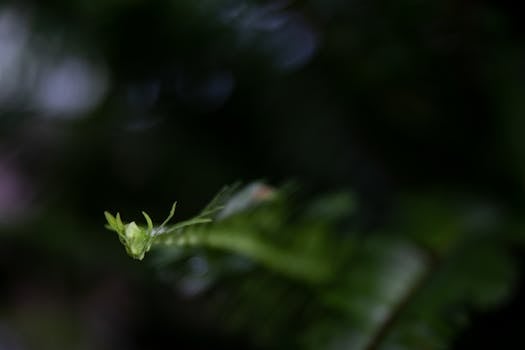 Macro shot of fern leaf with blurred green background and natural bokeh effect.