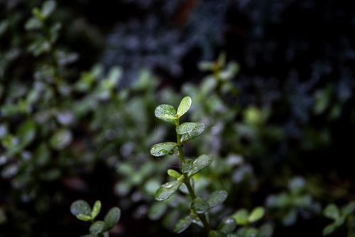 Free Close-up of fresh green plant leaves with dew, captured in serene early morning. Stock Photo