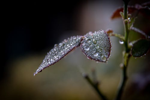 Plant With Water Droplets