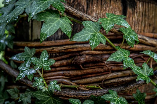 Detailed view of rain-soaked ivy leaves climbing a tree with rustic bark texture.