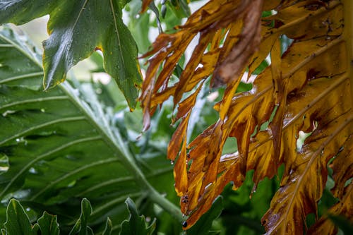 Free Brown Leaves in Tilt Shift Lens Stock Photo