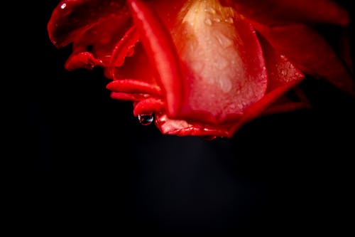 Red Rose in Bloom With Water Droplets