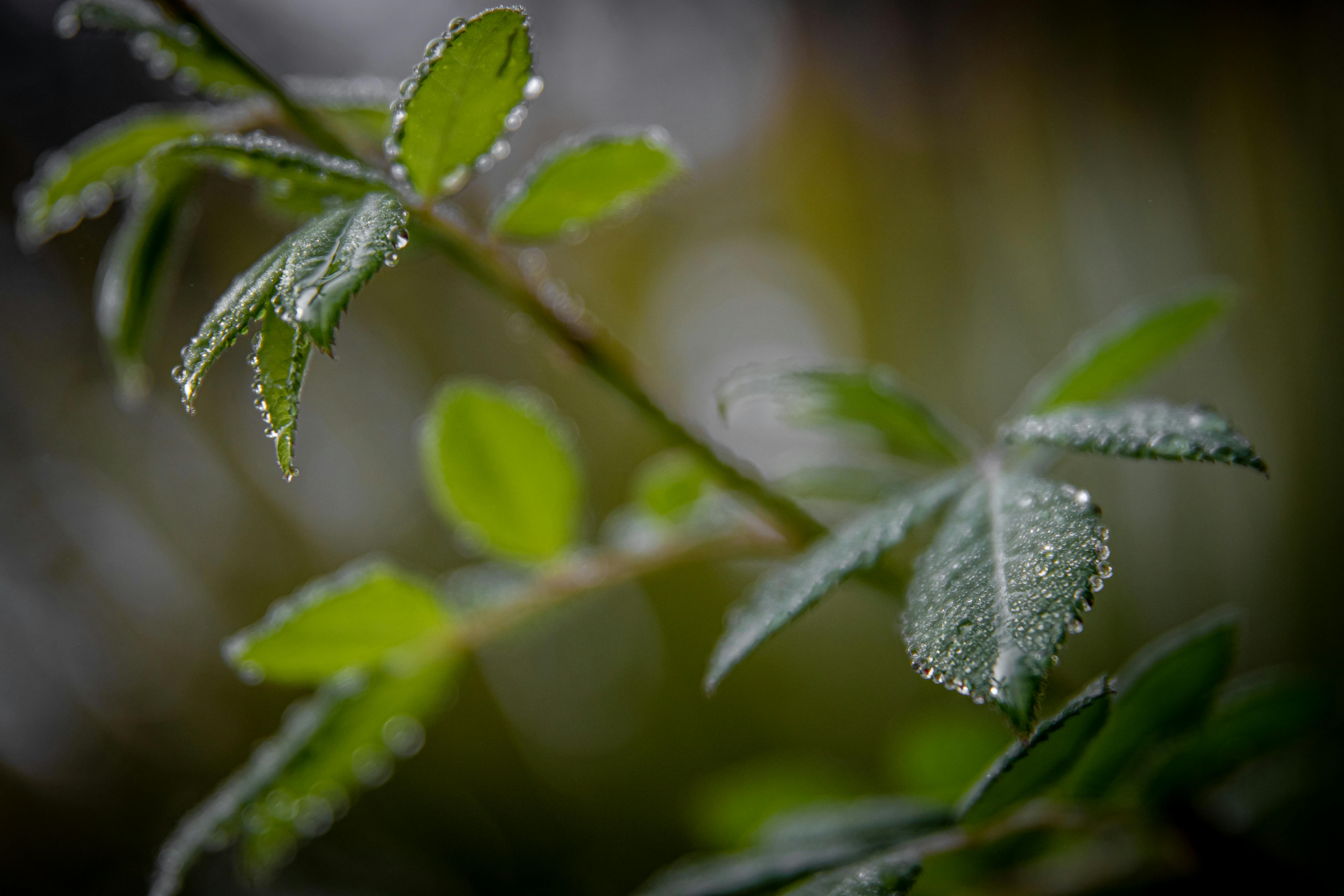 Green Plant in Close-Up Photography · Free Stock Photo