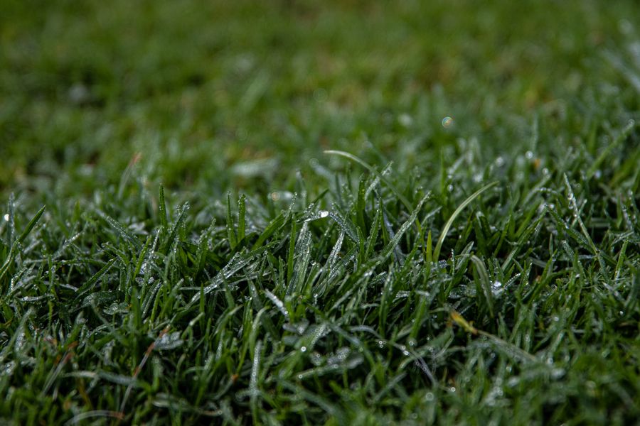 Detailed close-up view of dew-covered green grass blades in morning light.