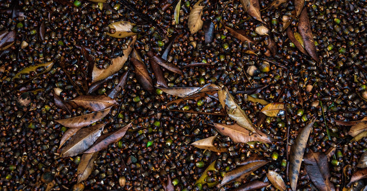 How to grow a mango seeds