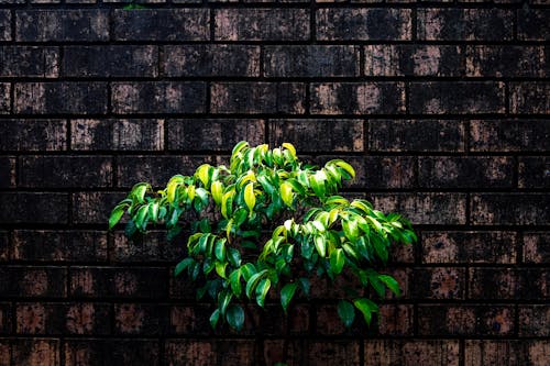 Základová fotografie zdarma na téma barva, brzké ráno, čerstvý