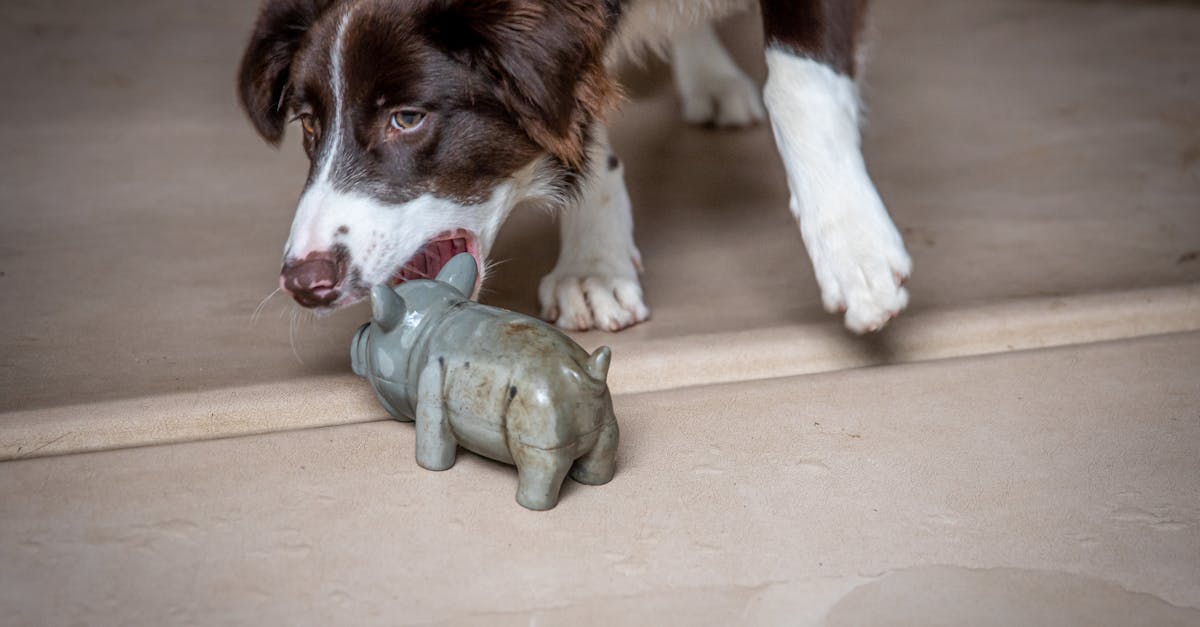 How do you discipline a puppy for biting